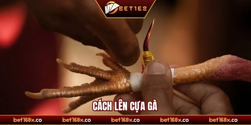 Tại sao cách lên cựa gà lại là yếu tố sống còn?