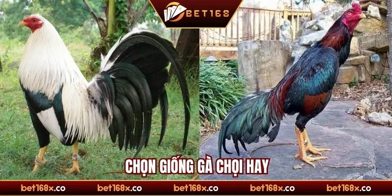 Kinh nghiệm chọn và chăm sóc giống gà chọi chiến