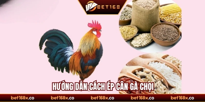 Hướng dẫn cách ép cân gà chọi