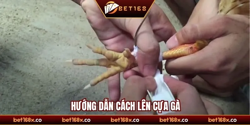 Hướng dẫn cách lên cựa gà chi tiết