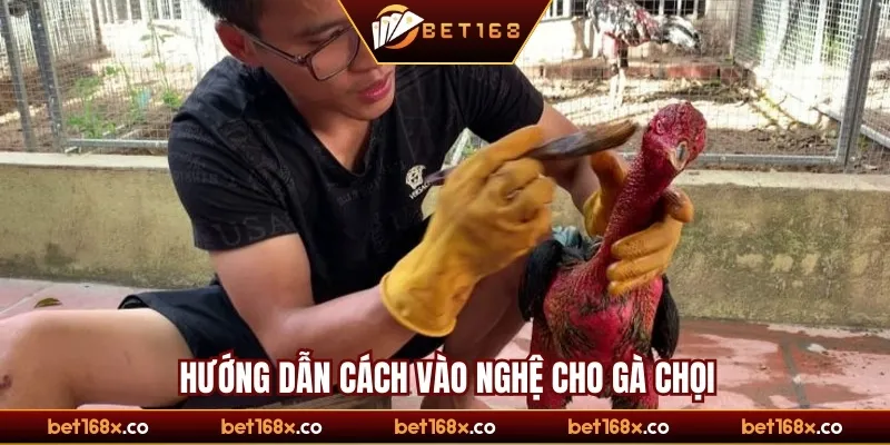 Hướng dẫn cách vào nghệ cho gà chọi