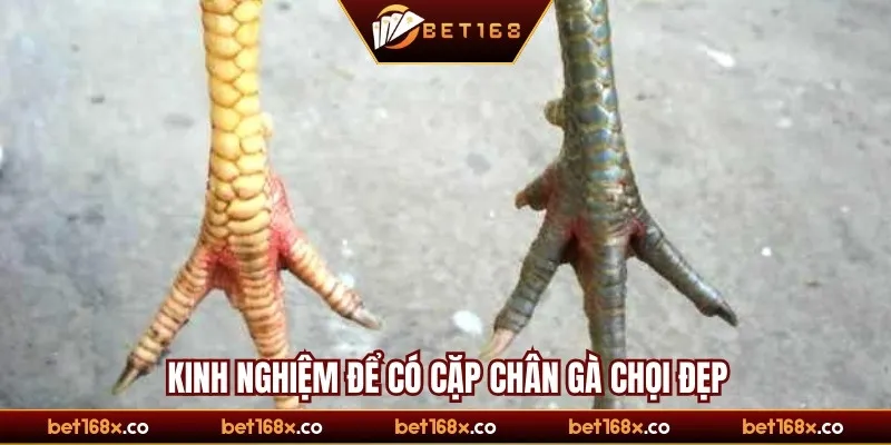 Kinh nghiệm để có cặp chân gà chọi đẹp
