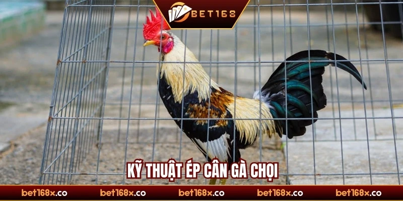 Kỹ thuật ép cân gà chọi