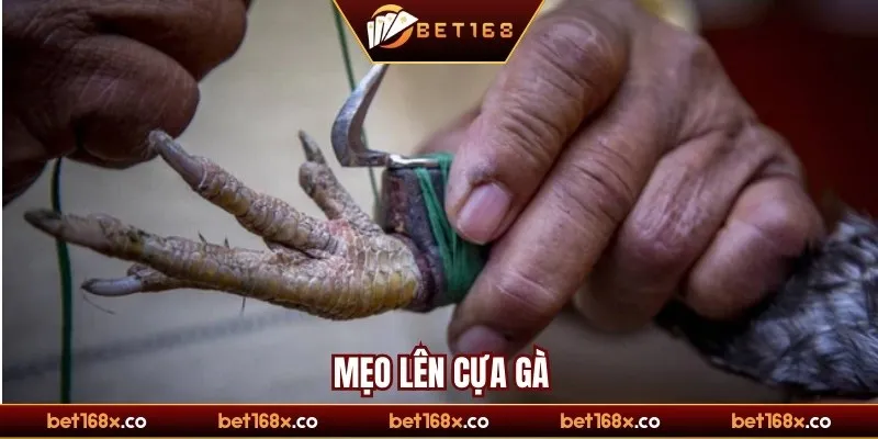 Kinh nghiệm lên cựa từ các sư kê lão làng