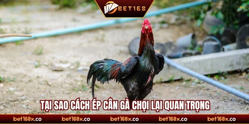Tại sao cách ép cân gà chọi lại quan trọng?