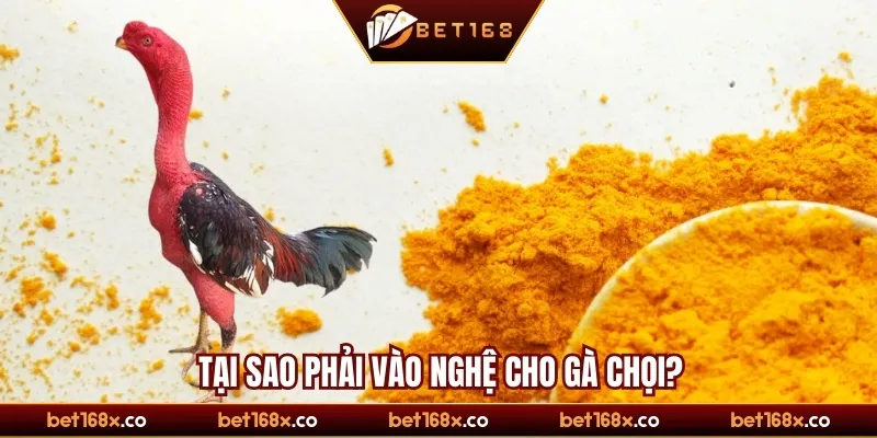 Tại sao phải vào nghệ cho gà chọi?