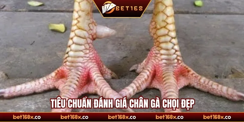 Tiêu chuẩn đánh giá chân gà chọi đẹp