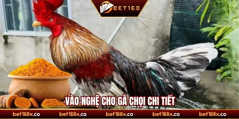 Vào nghệ cho gà chọi chi tiết