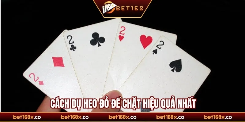 Cách dụ heo đỏ để chặt hiệu quả nhất