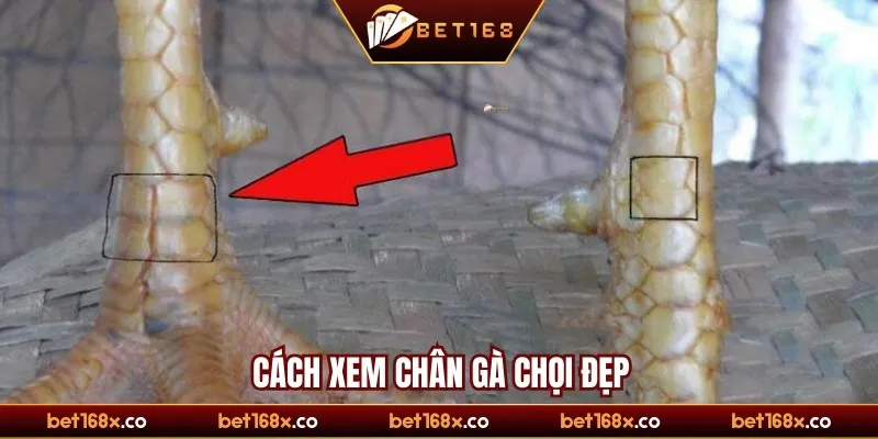 Cách xem chân gà chọi đẹp