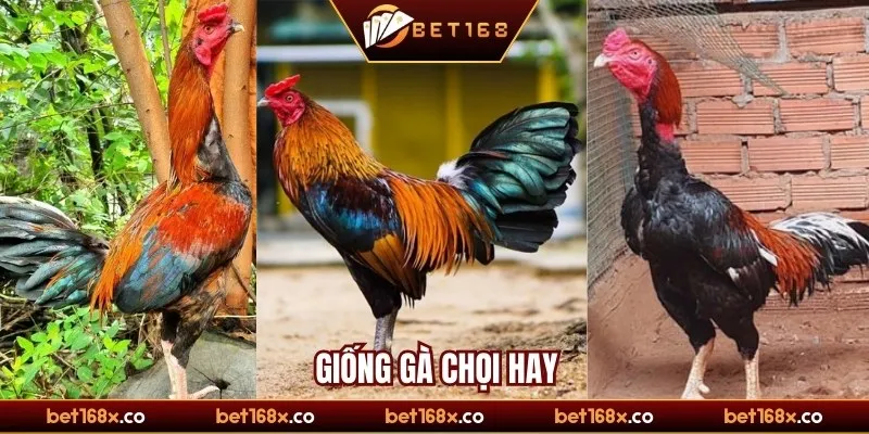 Tiêu chí đánh giá một giống gà chọi hay